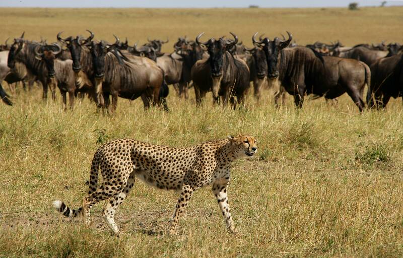 epc-cheetah-wildebeest-michael-poliza-photography