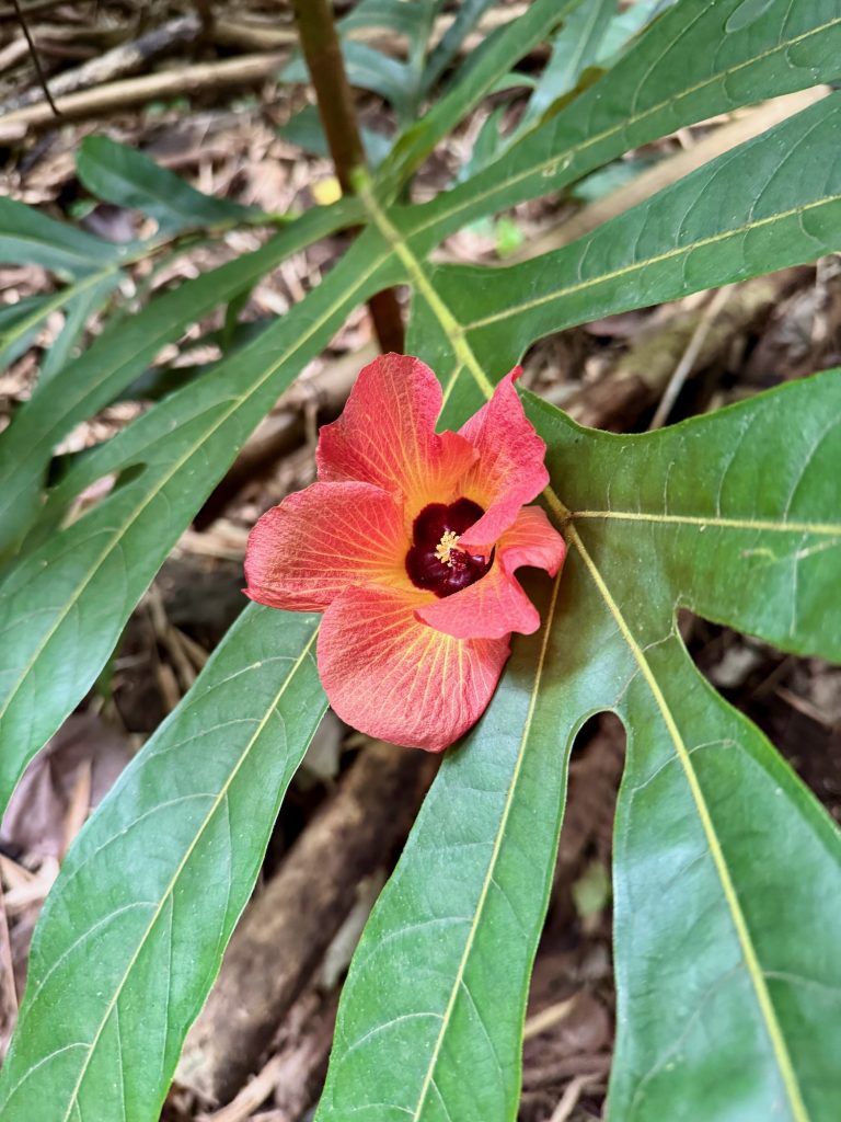 Kauaʻi Travel Itinerary