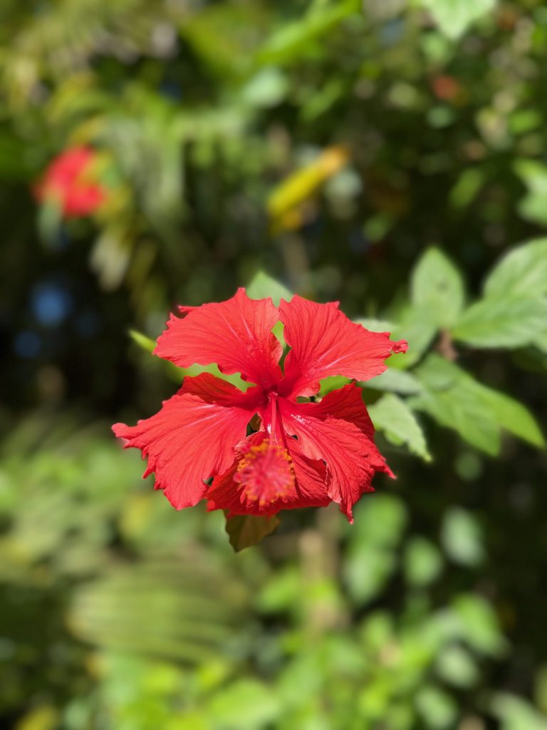 Maui Travel Itinerary